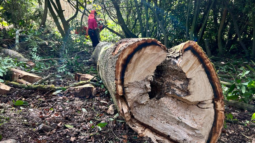 Tree on its side