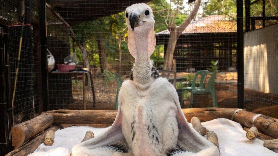 A new born red-headed vulture