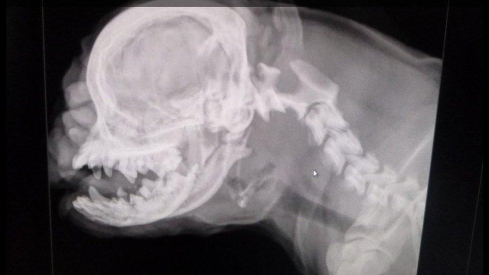 Ruby's X-ray