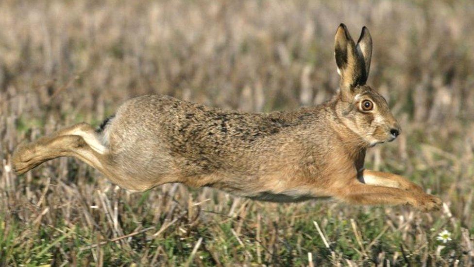 Hare