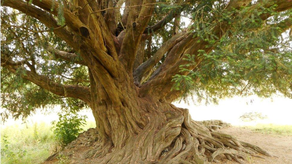 The Waverley Abbey yew tree with it's twisted trunk