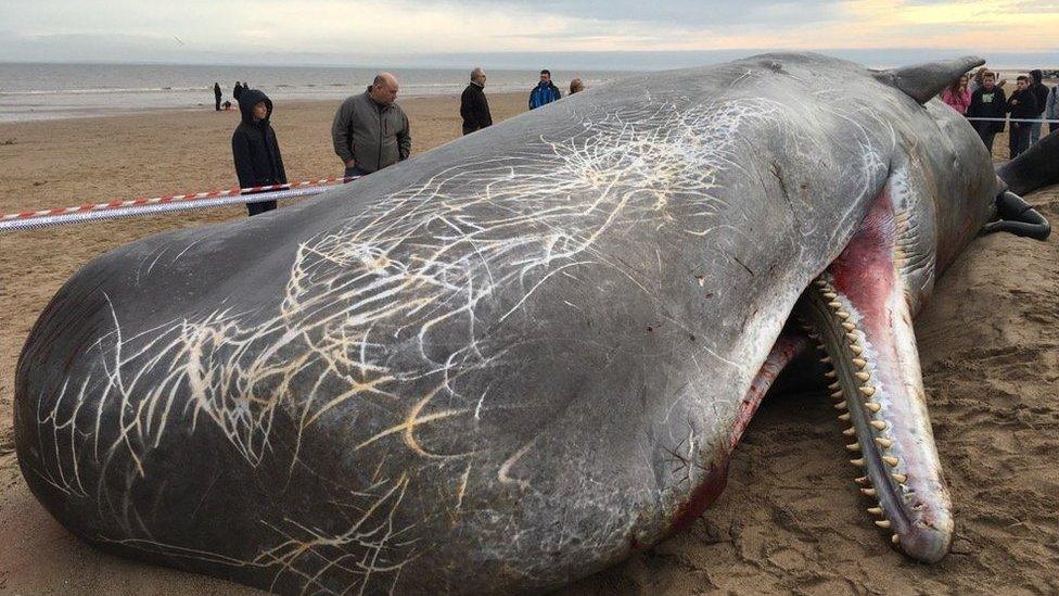 Dead sperm whale on beach