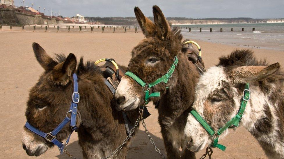 Donkeys in Bridlington