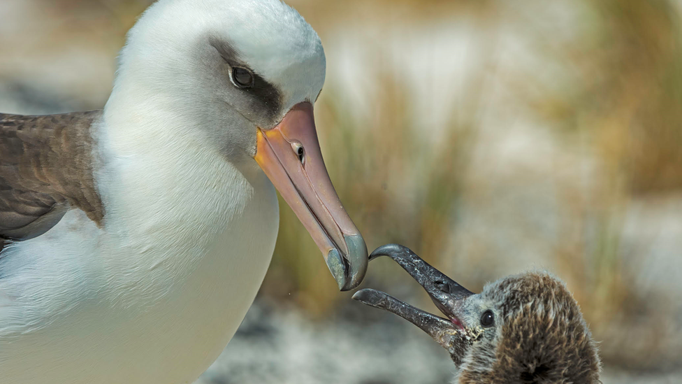 A Laysan Albatross feeds their young