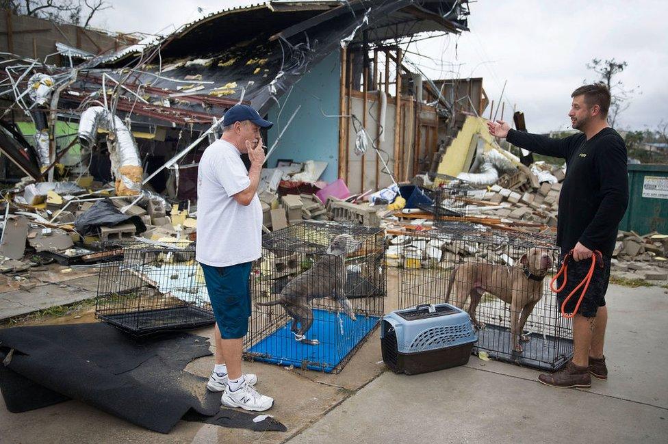 A collapsed kennel and two dogs in cages outside among the wreckage.