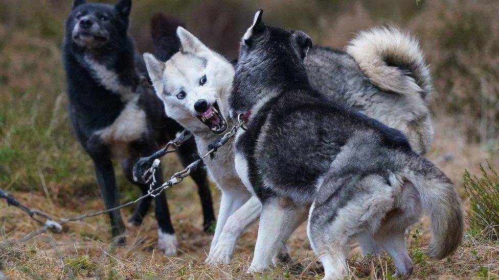 Sled dog rally