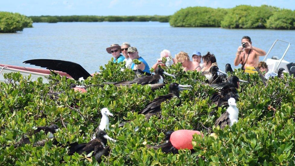 Tourists photograph frigatebirds in Codrington Lagoon