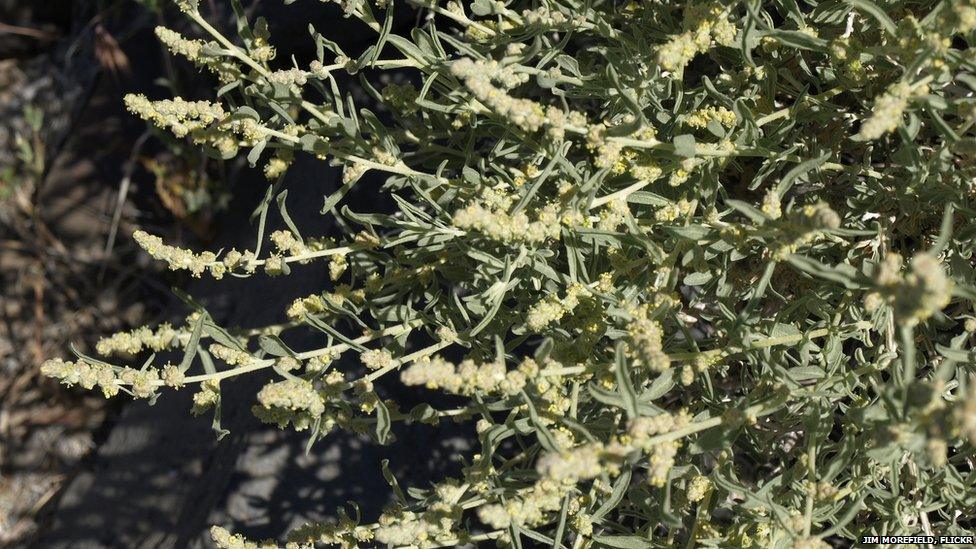 Australia's saltbush plant