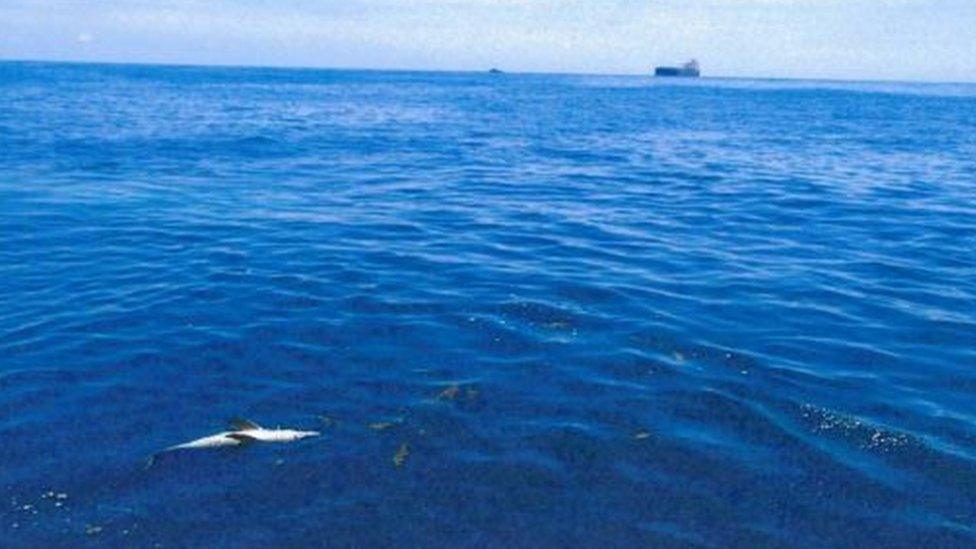 A dead dolphin floating upside down with a ship in the background