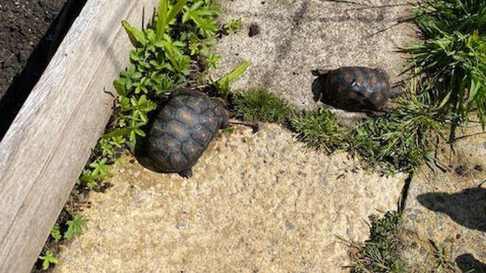 two tortoises