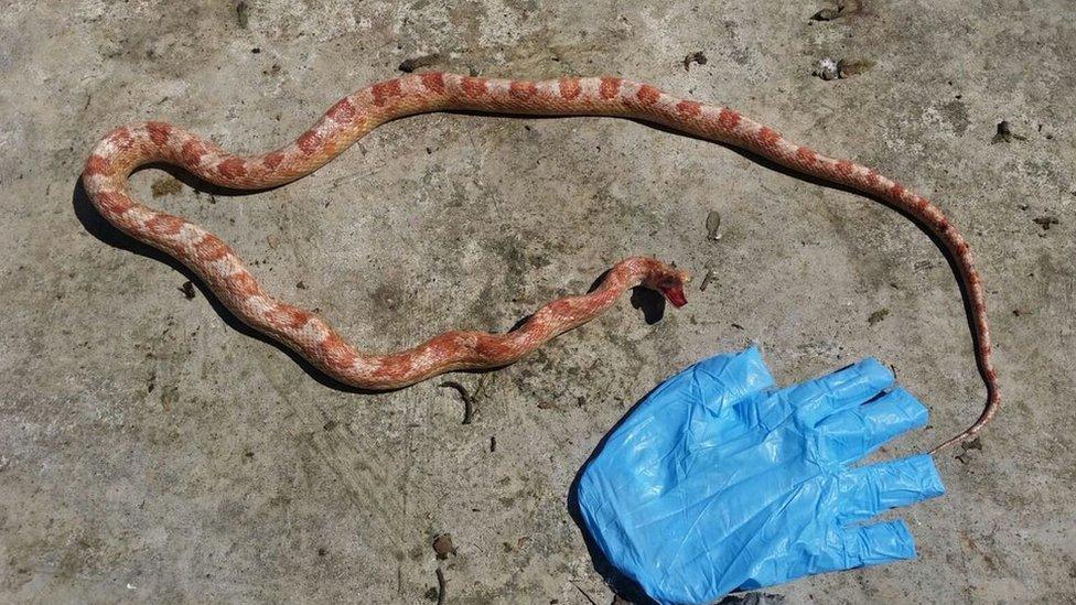 Snake and plastic glove