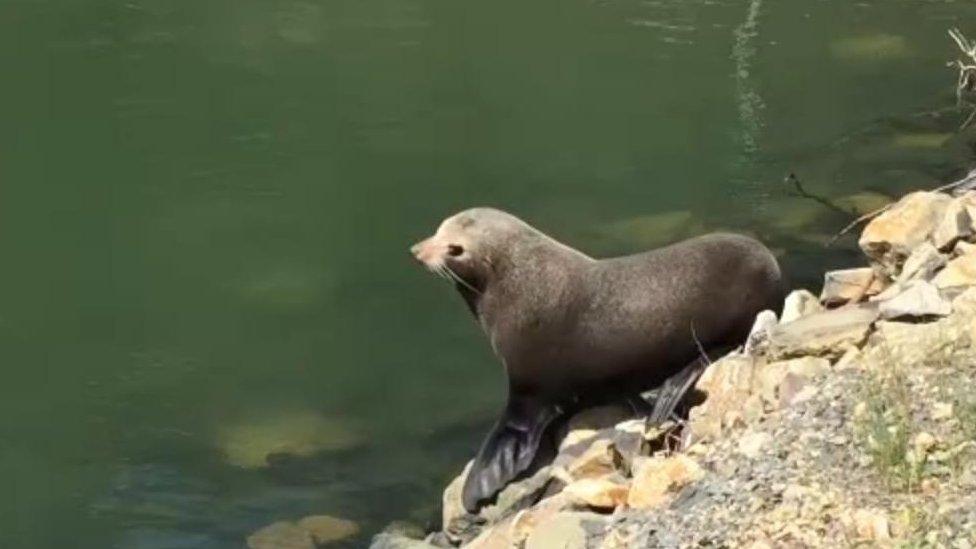 The sun-loving seal by the water's edge in Dunedin Harbour