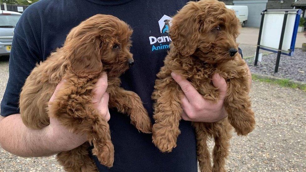 Cockapoo puppies