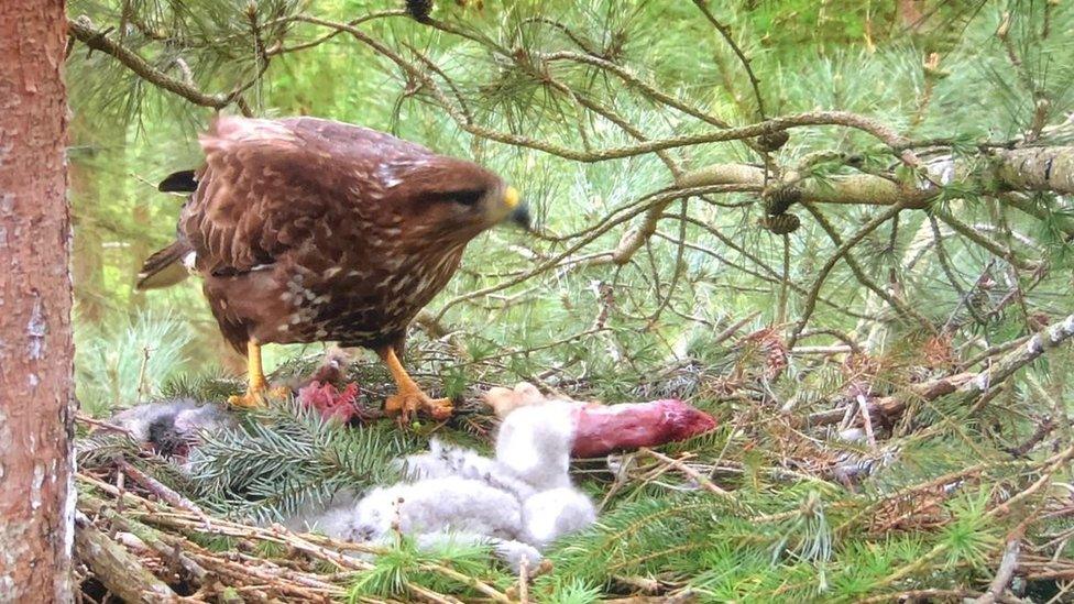 A buzzard feeding chicks