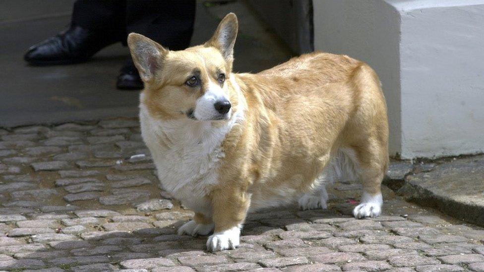 A royal corgi