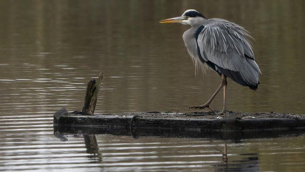 Heron at Ham Wall reserve