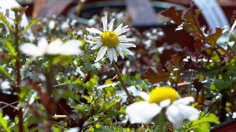 Grow Guernsey Natives