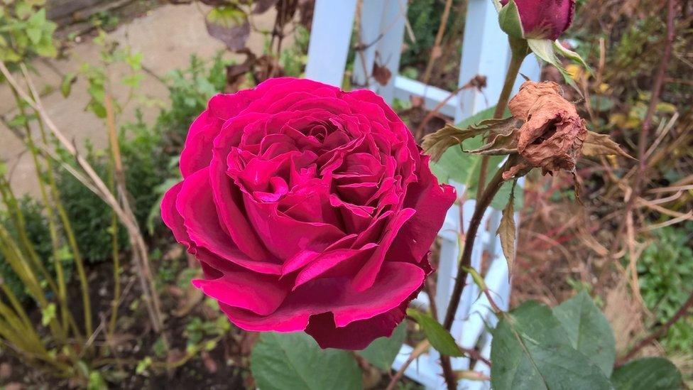 Falstaff Rose