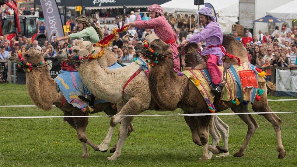 Dorset County Show