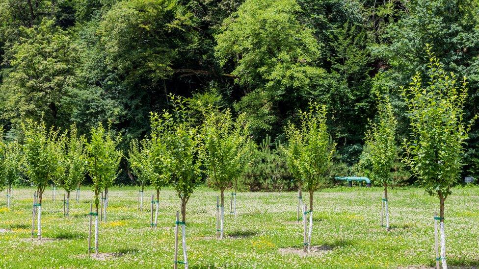 Young trees in front of a wood