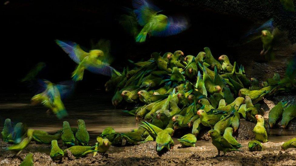 Parrots and parakeets drinking water