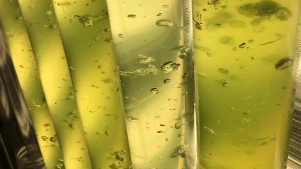 Algae bioreactors