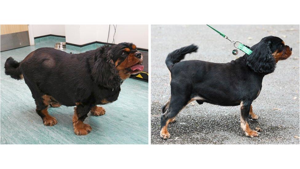 Oscar the dog