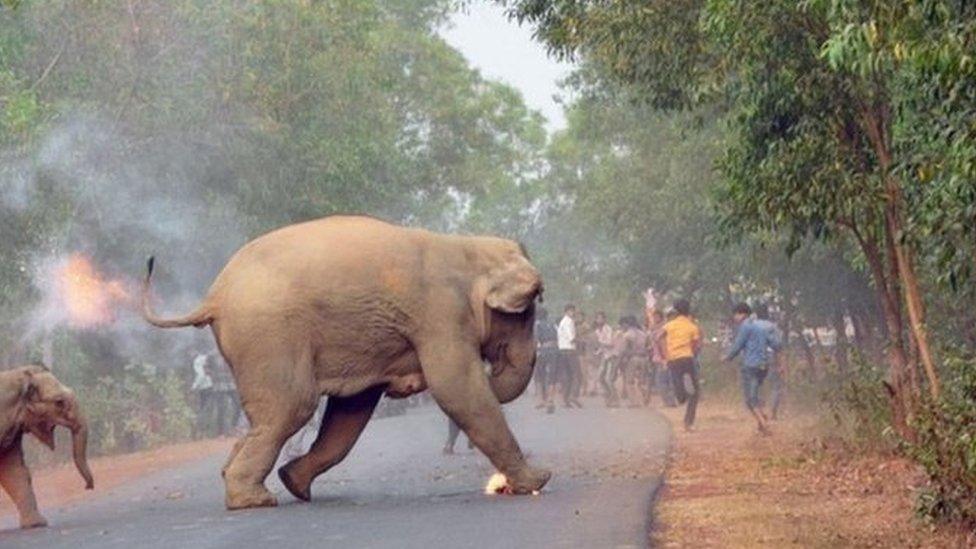 Two elephants, set ablaze by a mob, cross the road to flee