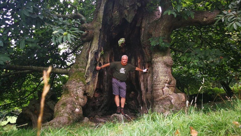 Rob McBride inside one of the "massive" Sweet Chestnut trees near Bigsweir House in St Briavels, Gloucestershire