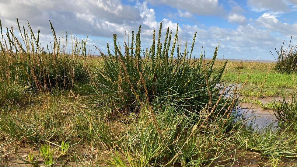 Vegetation on the beach