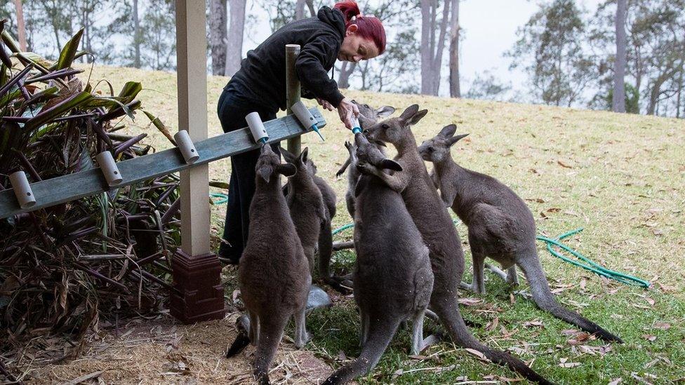 Rae Harvey feeds several joeys with milk bottles