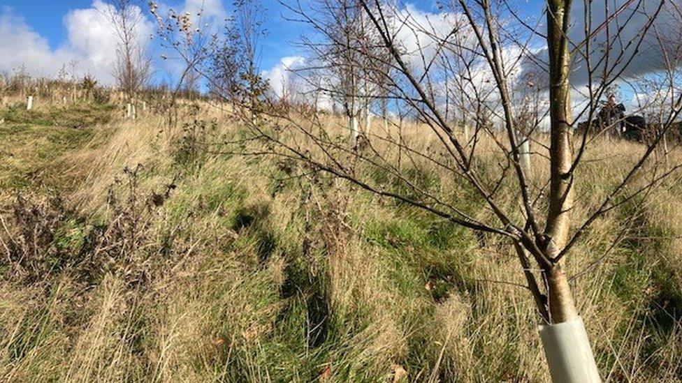 Indigenous trees planted at the Farm