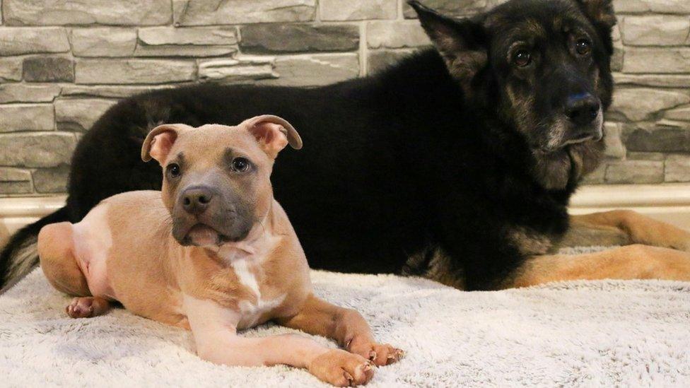 Rescued puppy sat on a rug with German Shepard dog