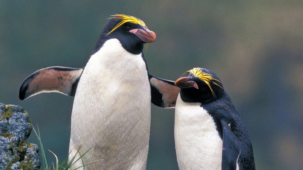 Two macaroni penguins