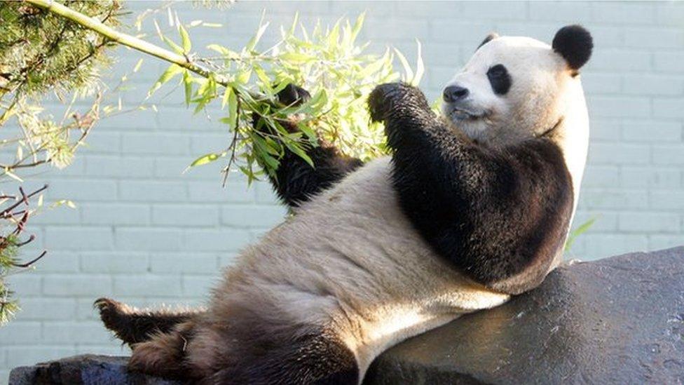 Male giant Panda Yang Guang (Sunshine) has already fathered cubs