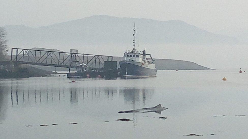 Humpback whale