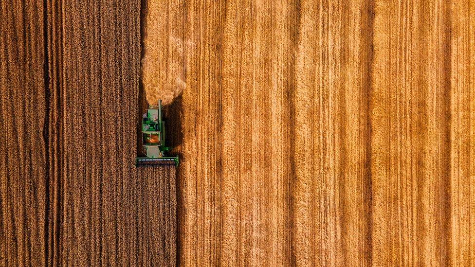 Wheat field