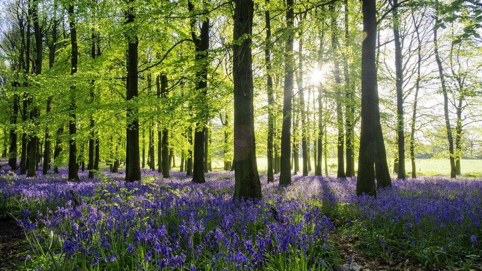 trees with sunlight shining through and forest floor covered in purple flowers