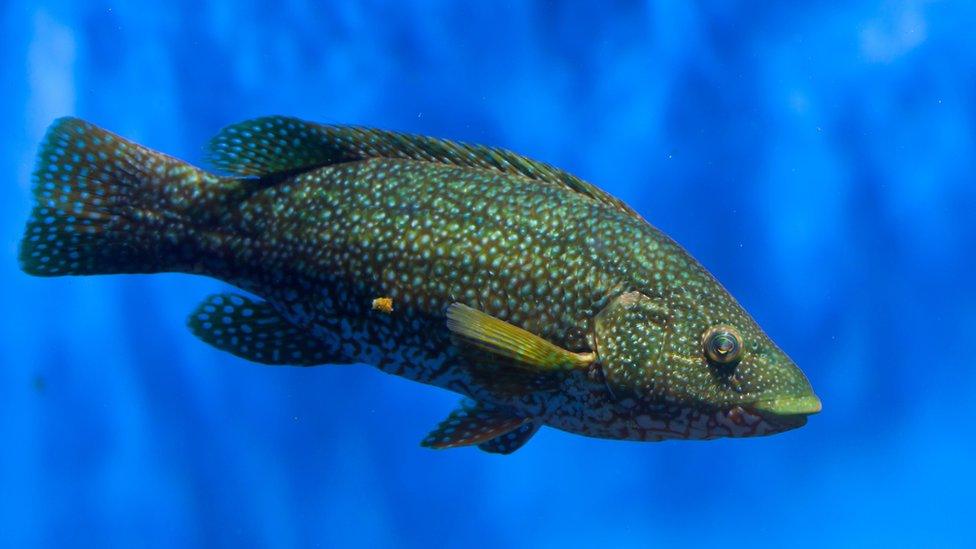 Wrasse