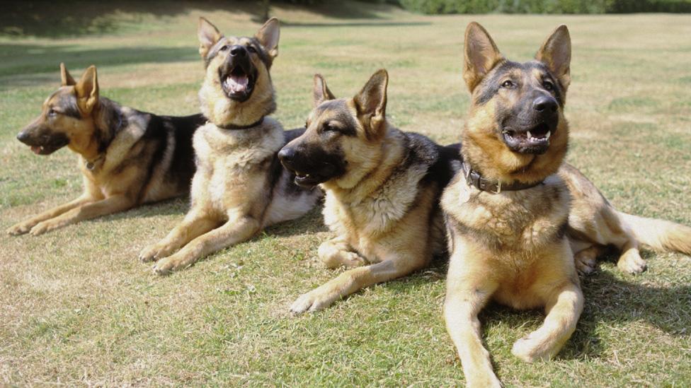 Police dogs