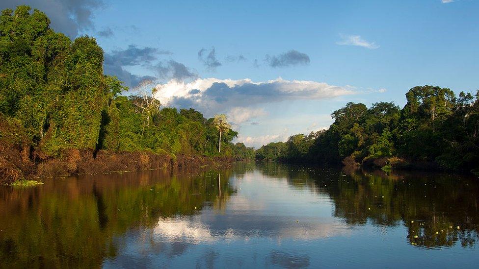 Peruvian amazon