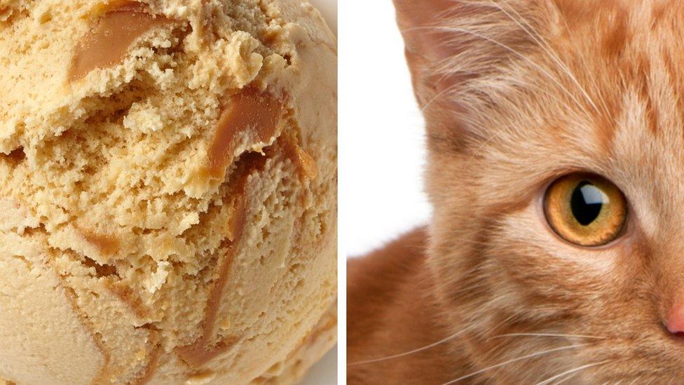 ice-cream-ginger-cat