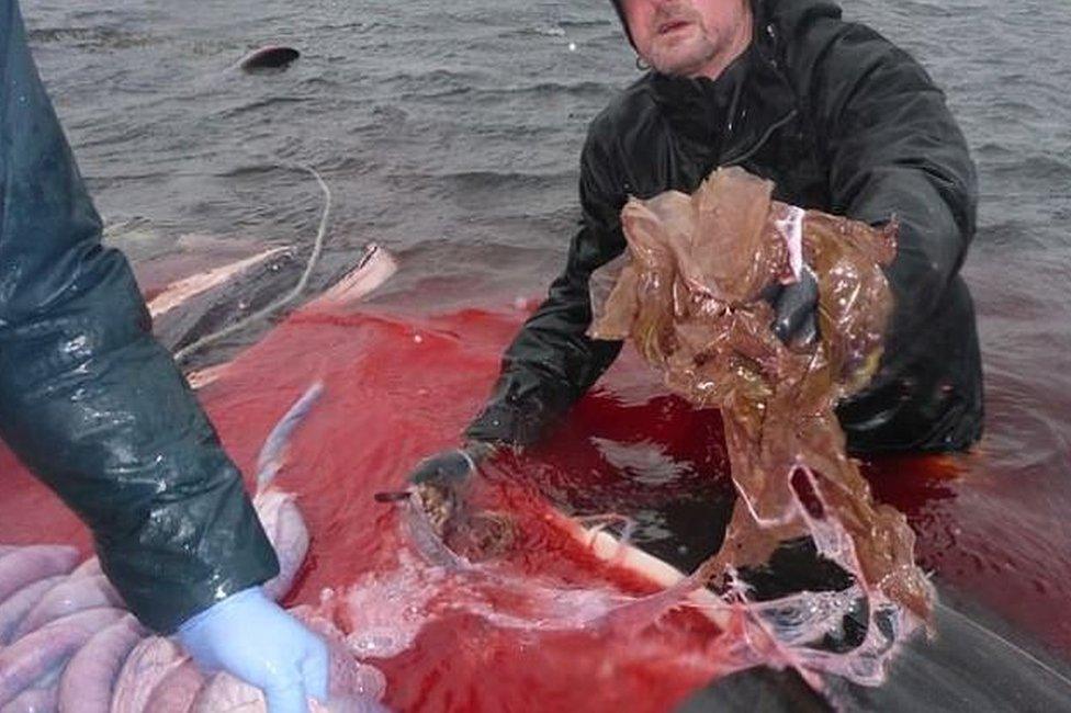 Plastic recovered from the dead whale