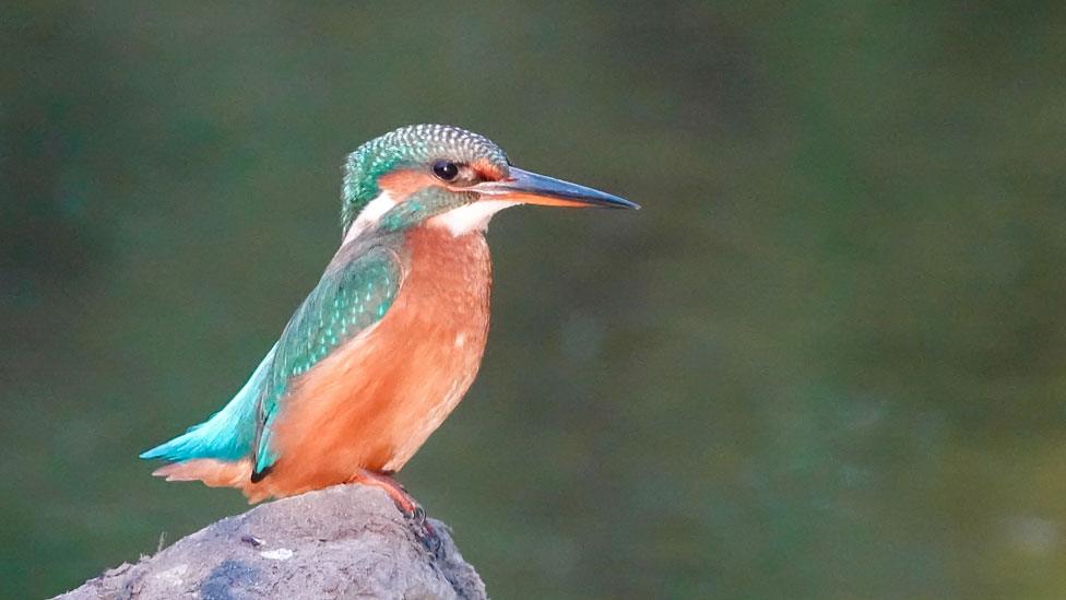 Kingfisher