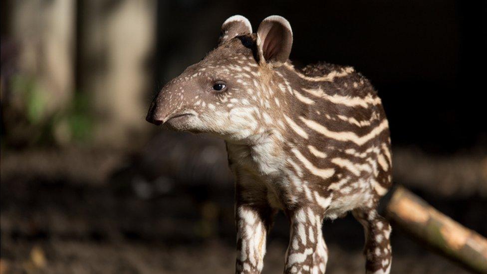 Baby south american tapir