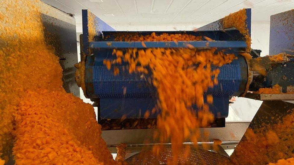 Carrot production at Alfred G Pearce