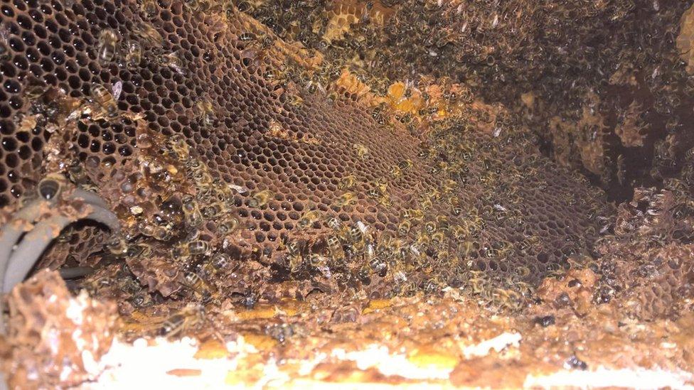 Bee hive