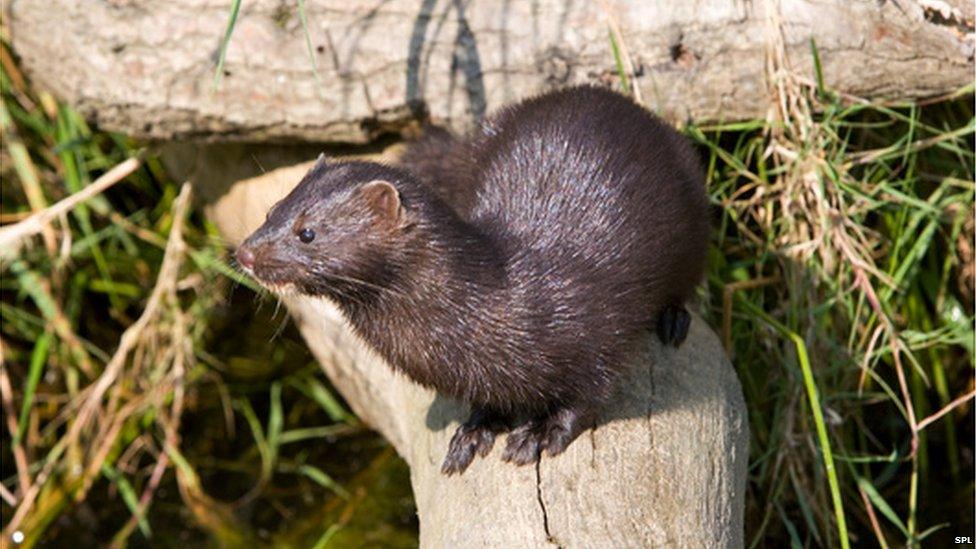 The American mink