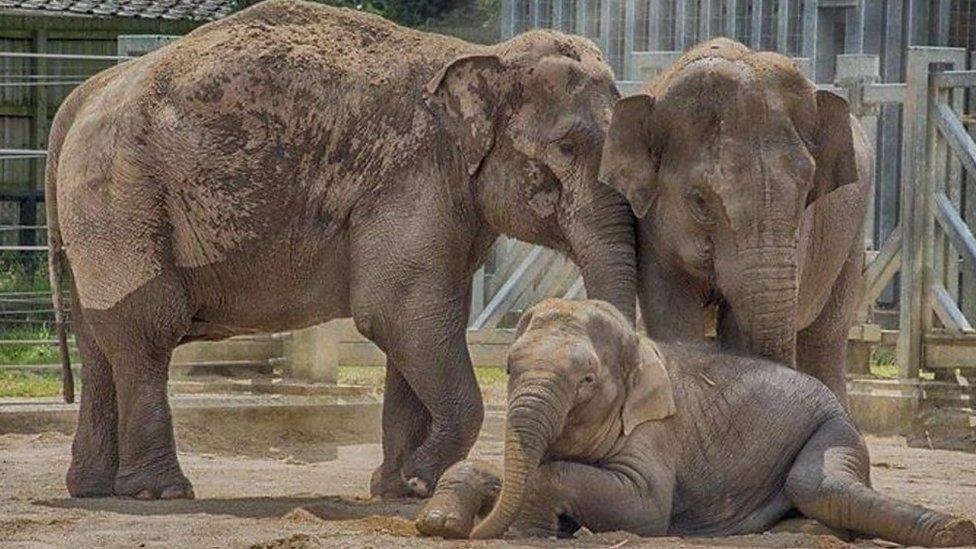 Three elephants at Twycross Zoo