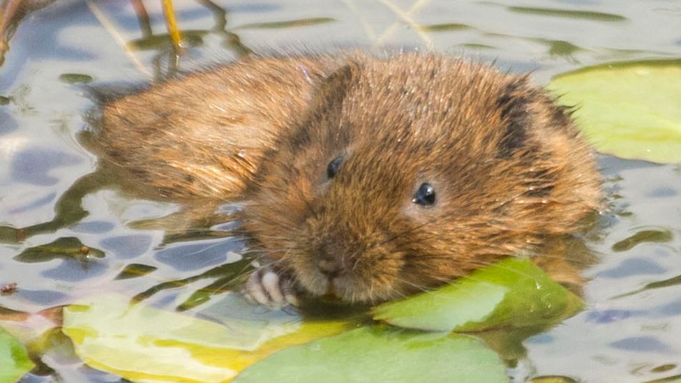 Water vole